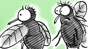 flugor som diskuterar