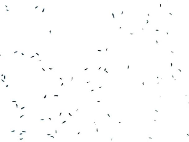 small-flies-in-kitchen-black-small-black-flies-on-kitchen-ceiling