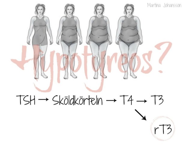 sköldkörtel 4