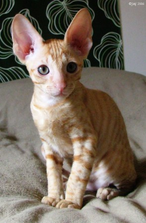 cornish rex 5